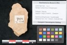 Foto (Objekt + Etikett) von Santalum acheronticum Ettingshausen (NHMW-GEO-2024-0188-7928)